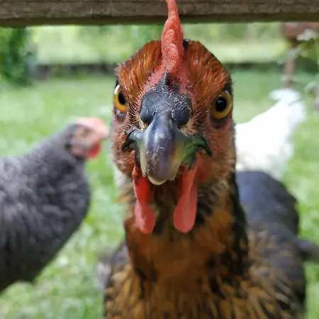 ベッド・アンド・ブレックファスト Le Jardin De Moulis, Et Table D'hotes, Saint Girons, Ariege, Pyrenees, Moulis