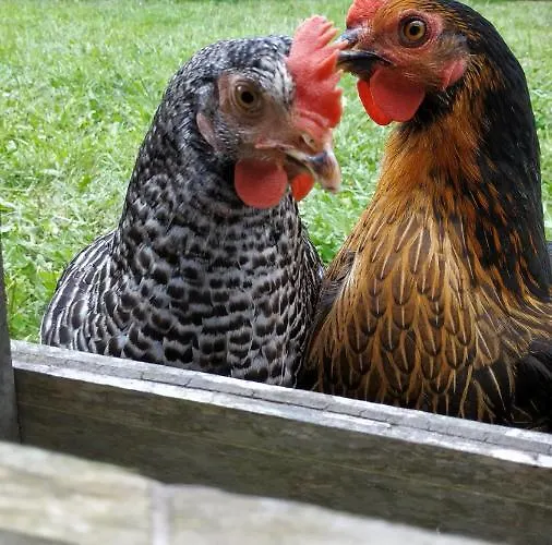 Le Jardin De Moulis, Et Table D'hotes, Saint Girons, Ariege, Pyrenees, Bed & Breakfast