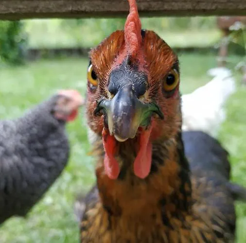 Bed & Breakfast Le Jardin De Moulis, Et Table D'hotes, Saint Girons, Ariege, Pyrenees, Moulis